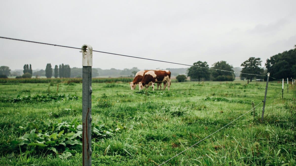 Thin electric fence wire around a green animal pasture