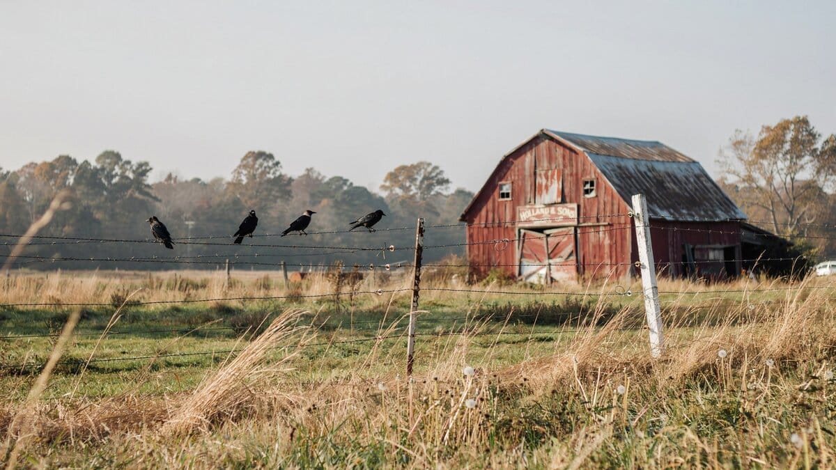 Metal farm fence in a pasture with an old barn behind it