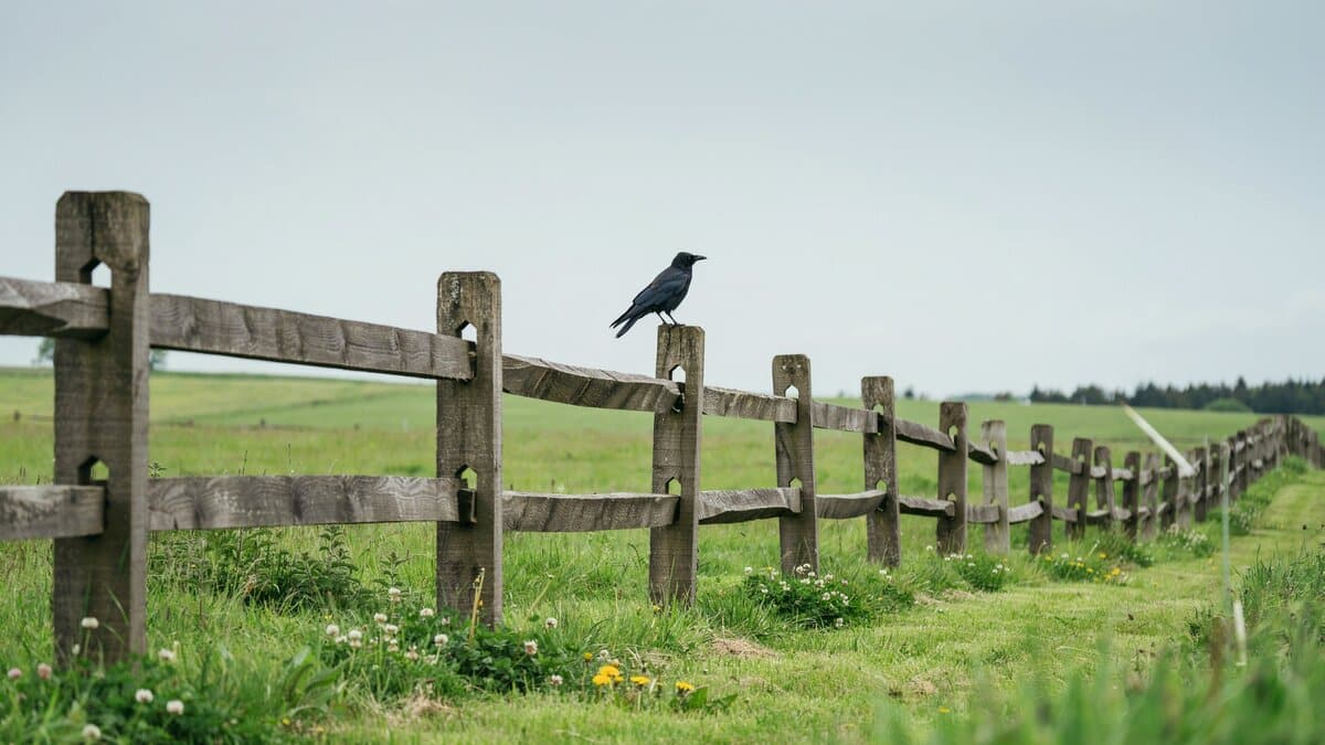 Wood post-and-rail fence with rails set into the posts
