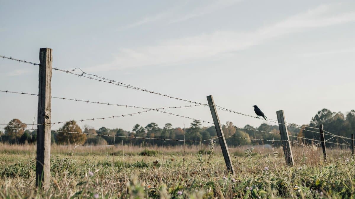 Barbed wire fence on wood posts across a rural field