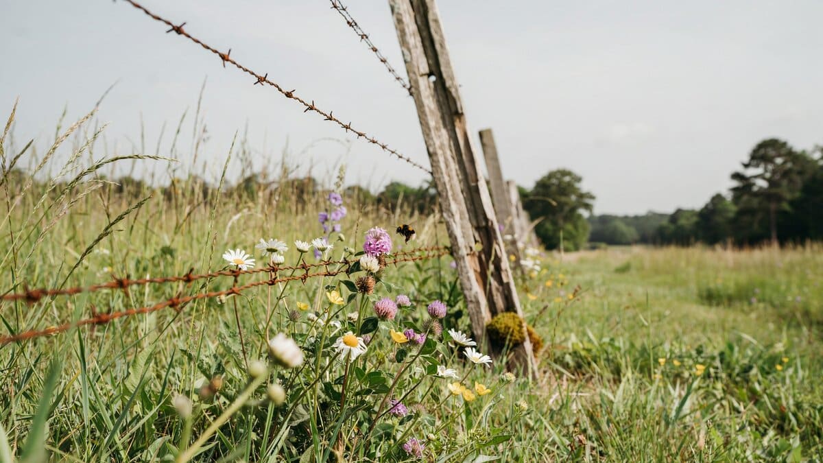 Barbed wire farm fence with wildflowers growing along it