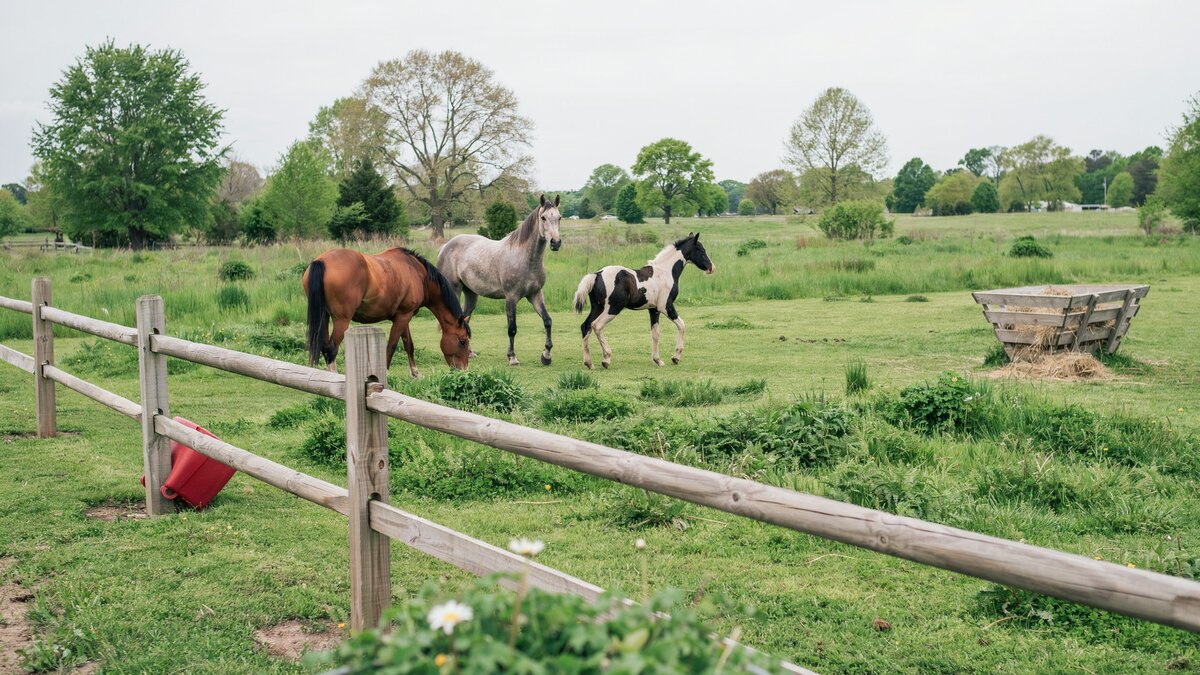 Wood horse fencing enclosing a green farm paddock
