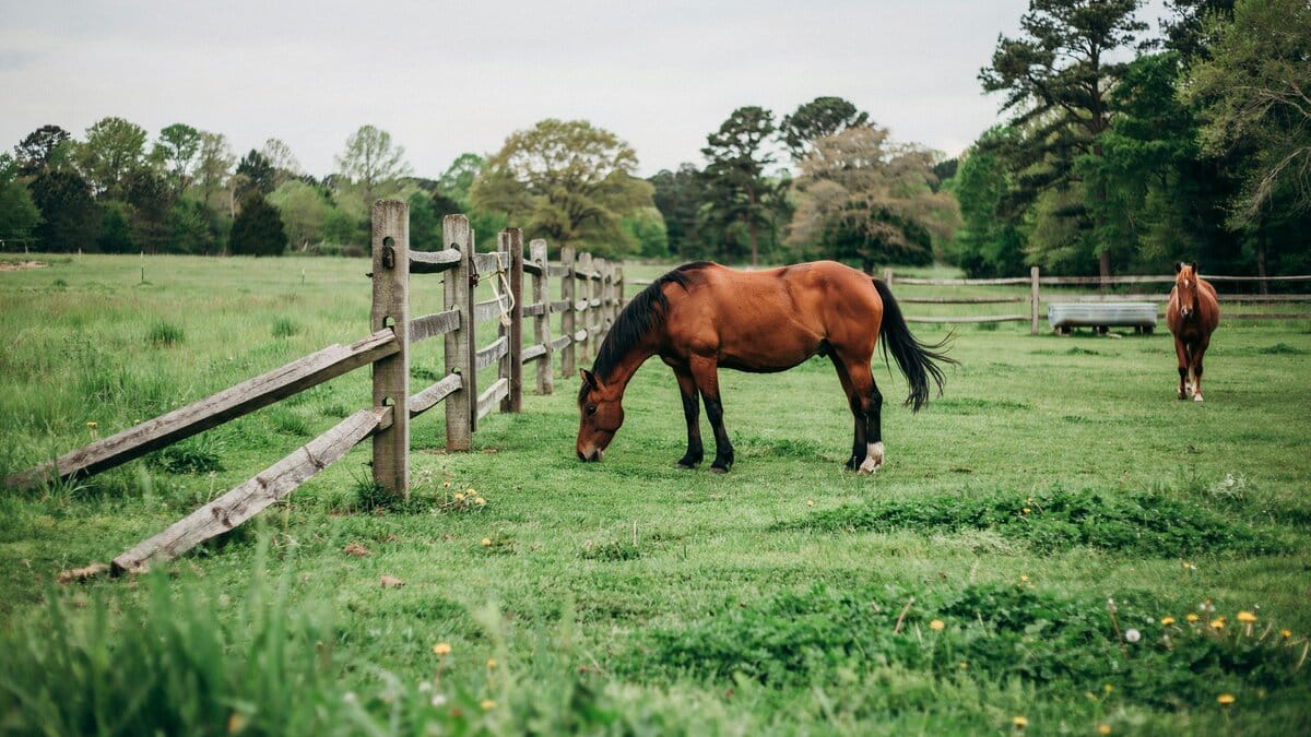 Sturdy wood horse fence around a pasture