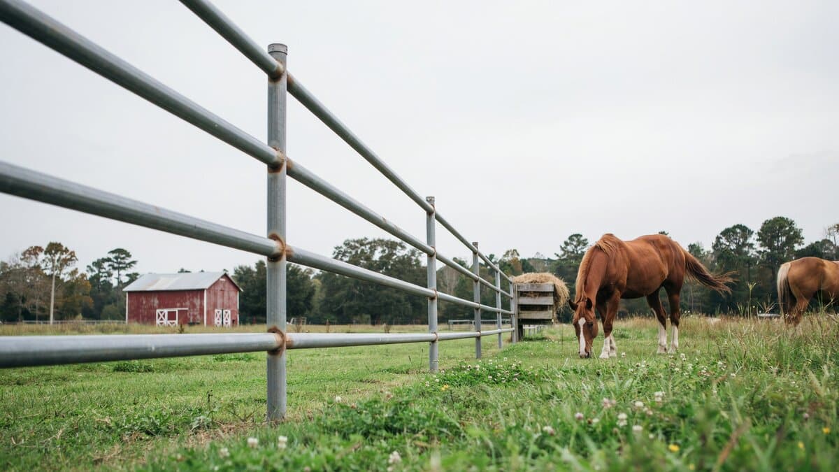 Metal pipe horse fence on a farm pasture