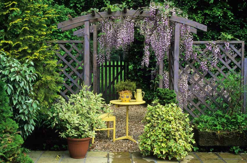 Backyard area with table, chair, potted plants, and pergola with wisteria flowers