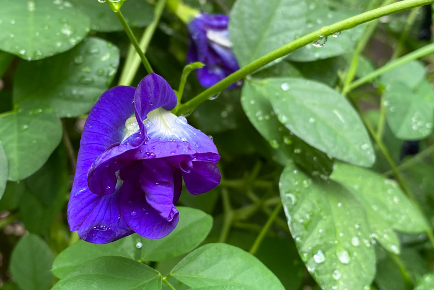 Butterfly pea flowers for pergolas