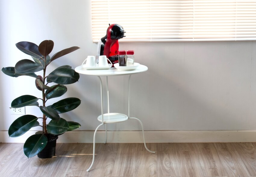 Coffee corner interior with white metal table, and black prince rubber plant on wood floor