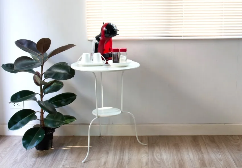 Coffee corner interior with white metal table, and black prince rubber houseplant on wood floor