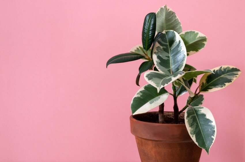 Doescheri rubber Ficus in a clay flower pot on a pink background