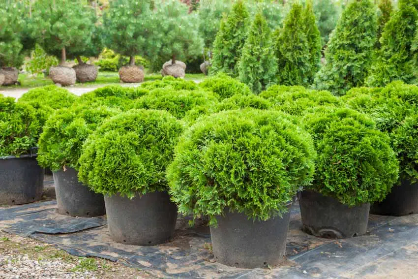 Dwarf cypress plants in pots for hedges
