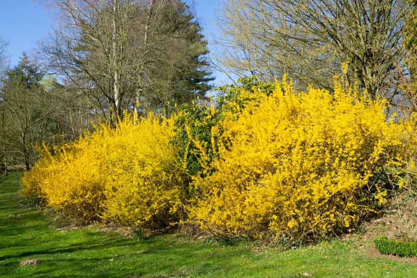 Forysthia shrubs