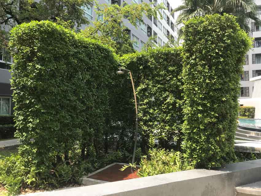 Freestanding shower surrounded by hedge plants