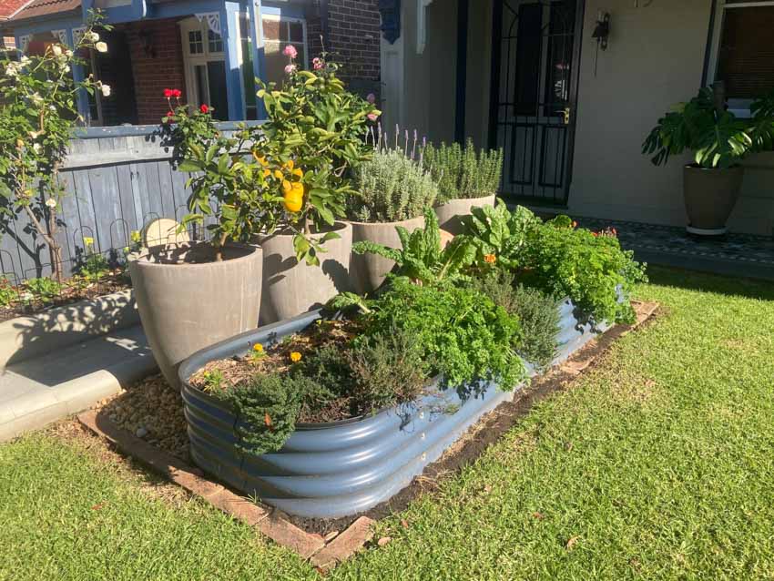 Front lawn with potted plants, and raised metal garden beds