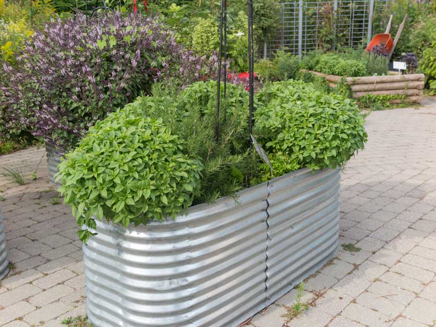 Garden with metal raised beds containing plants