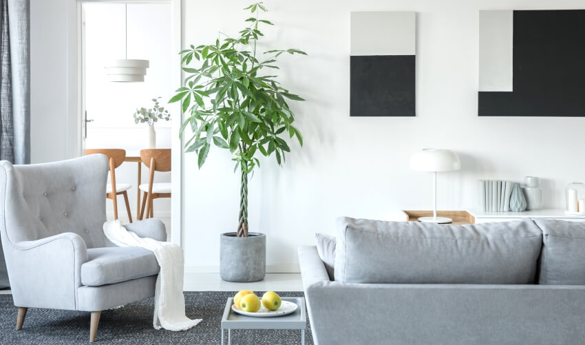 Green plant in concrete pot in bright living room with grey furniture, and tray-top end table