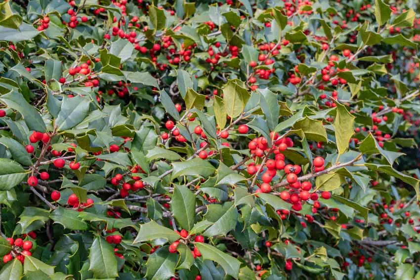 Holly plant for outdoor hedges