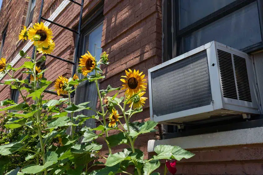 House exterior with swamp cooler, and sunflowers