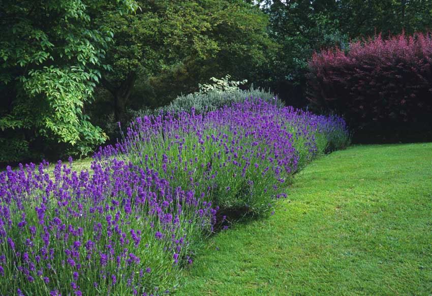 Lavender hedge plants for outdoor areas