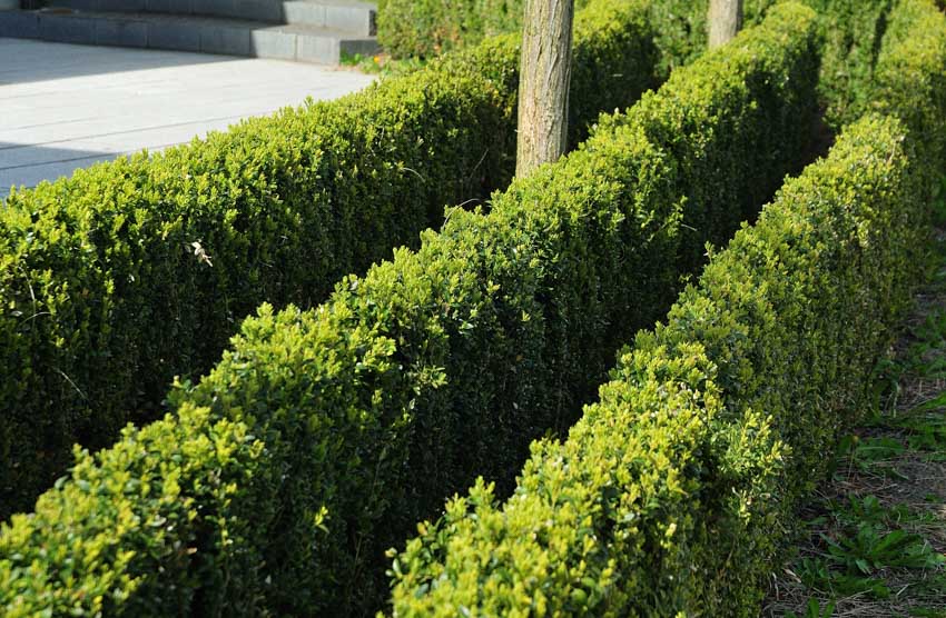 Narrow hedge plants