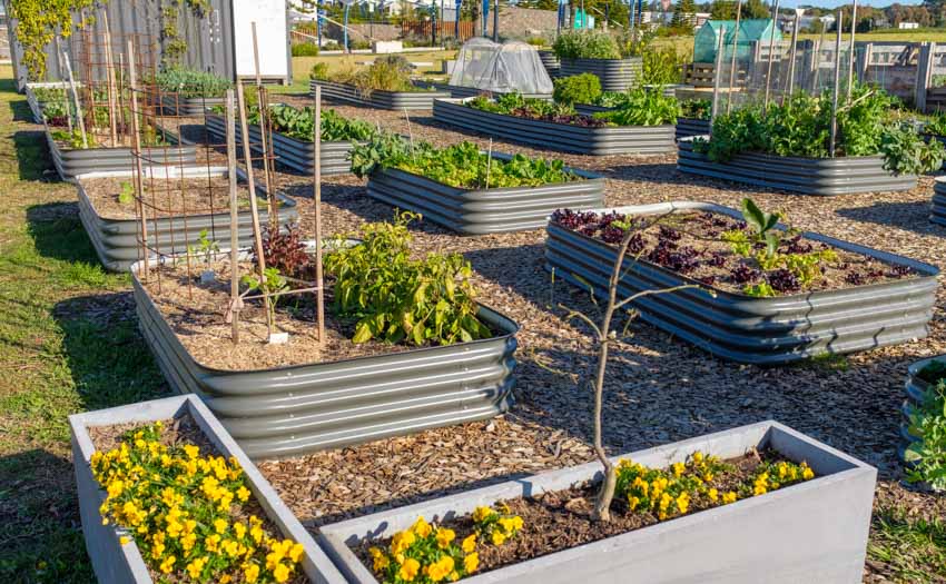 Organized garden with multiple metal raised garden beds