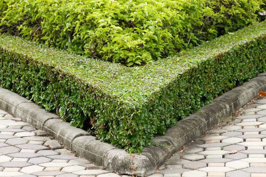 Ornamental garden with hedge shrubs, and paved walkway