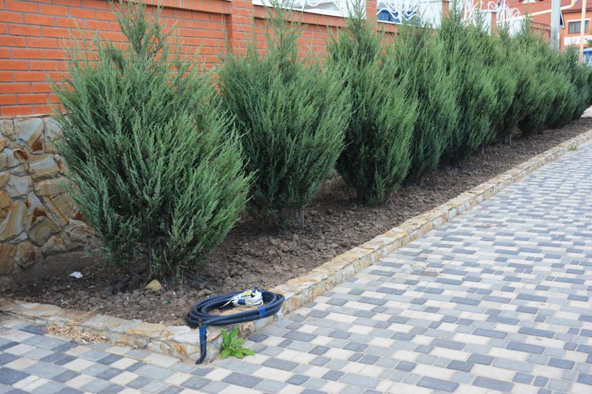 Outdoor area with juniper shrubs, and paved walkway