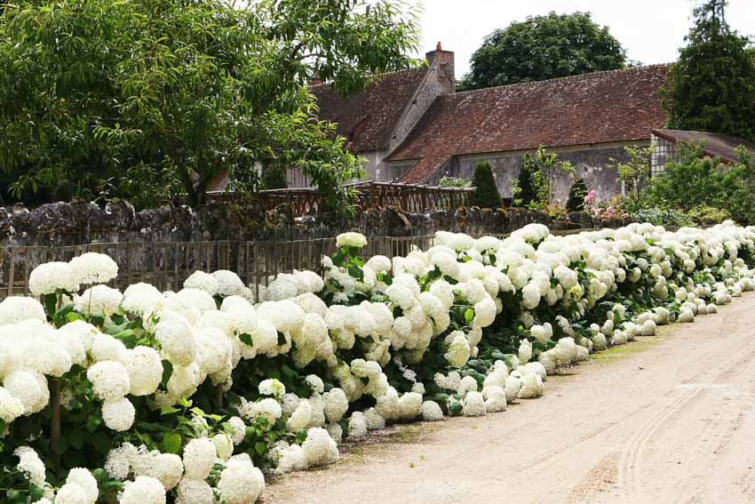 Outdoor hedge with hydrangea plants, and flowers
