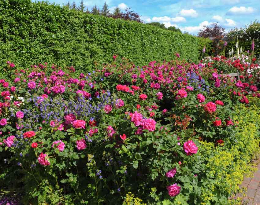 Outdoor hedge with rose flowers