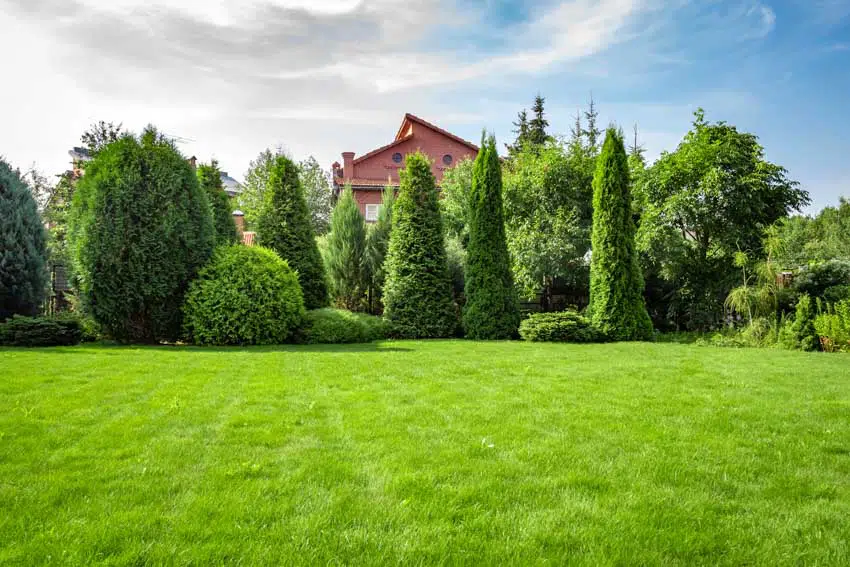 Outdoor landscaped area with various hedge trees