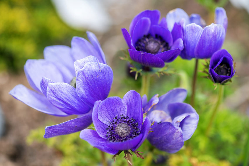 Purple anemone flowers for pergolas