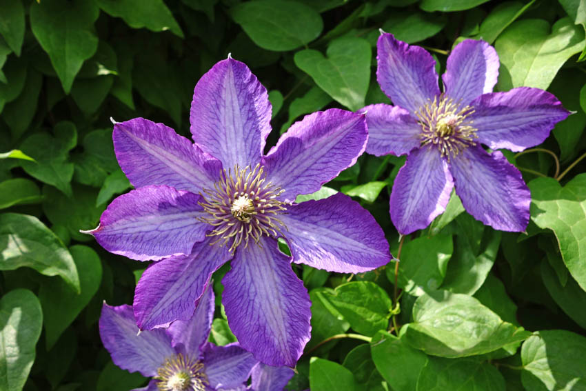 Purple clematis flowers, and leaves for pergolas