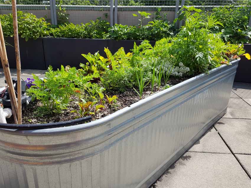 Raised vegetable bed made of metal