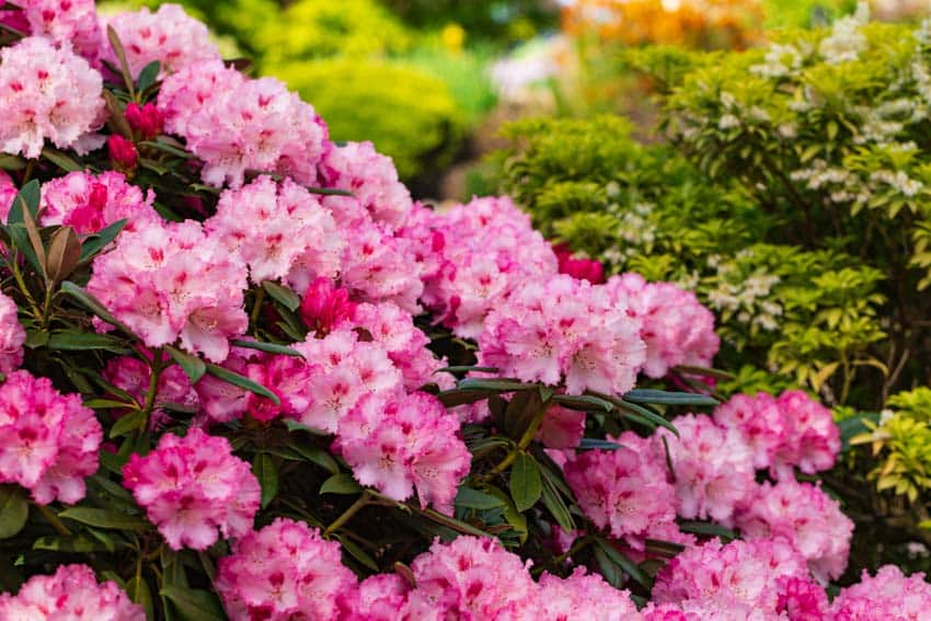 Rhododendrons for outdoor hedges