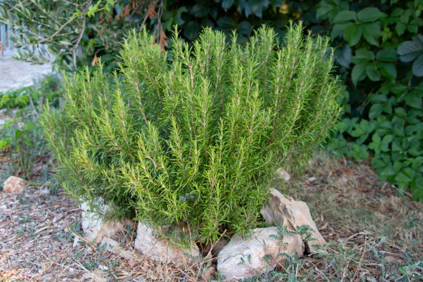 Rosemary shrub
