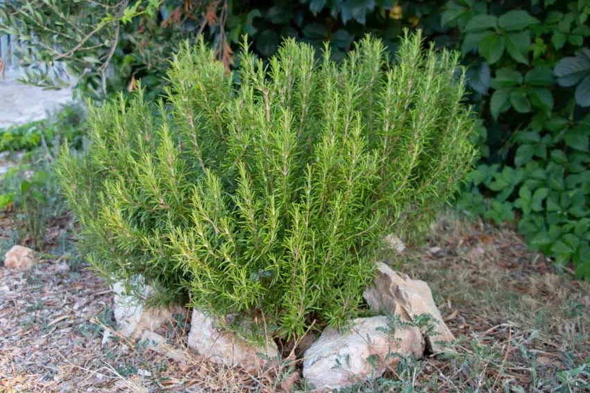 Rosemary shrub for hedges