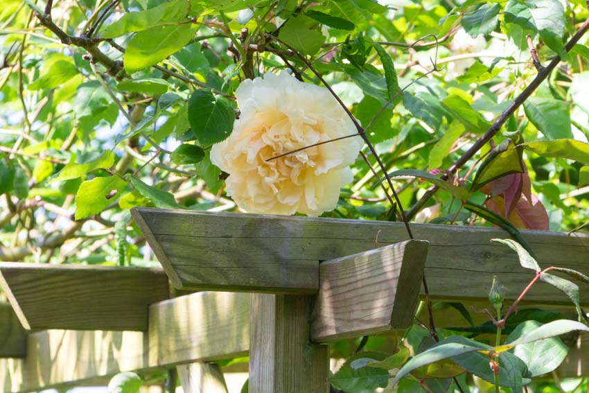 Roses growing on top of pergola