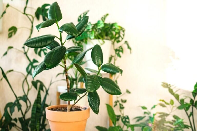 Types of Rubber Plants (Houseplant Guide)
