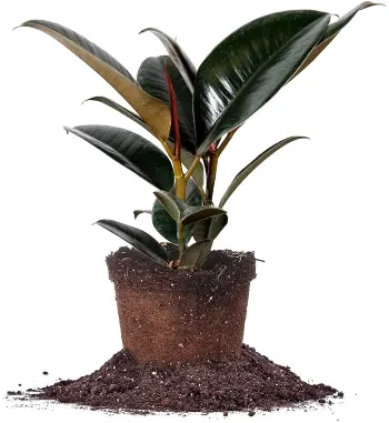 Red ruby Ficus 
