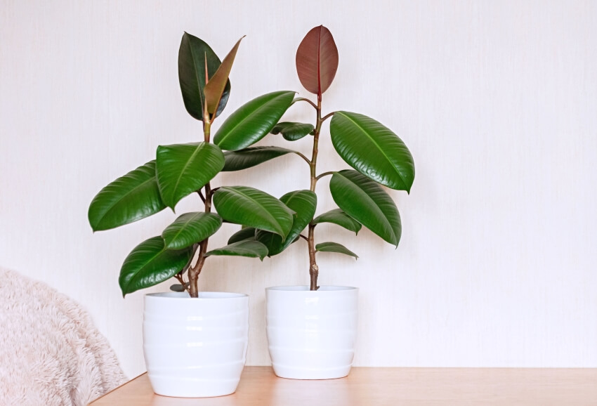 Two Robusta rubber plants in white ceramic flower pots on a light background