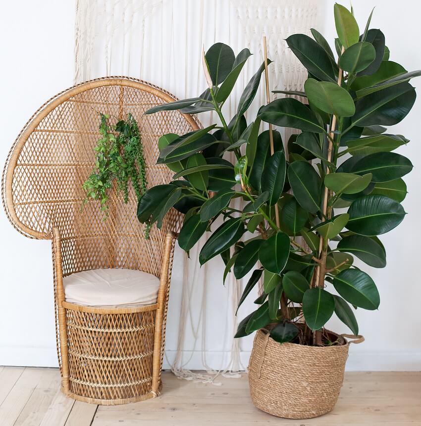 Wicker peacock armchair and rubber plant in a rattan pot by the white empty wall in the living room