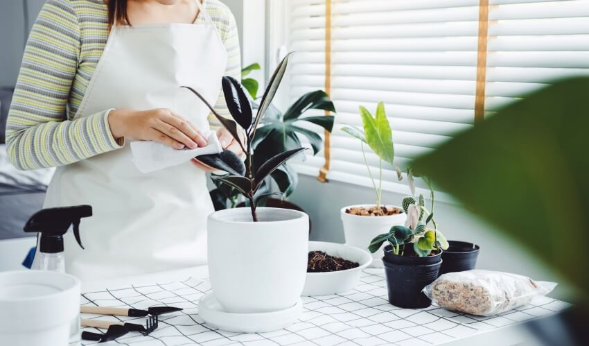 Woman caring for home plants in pots on a table