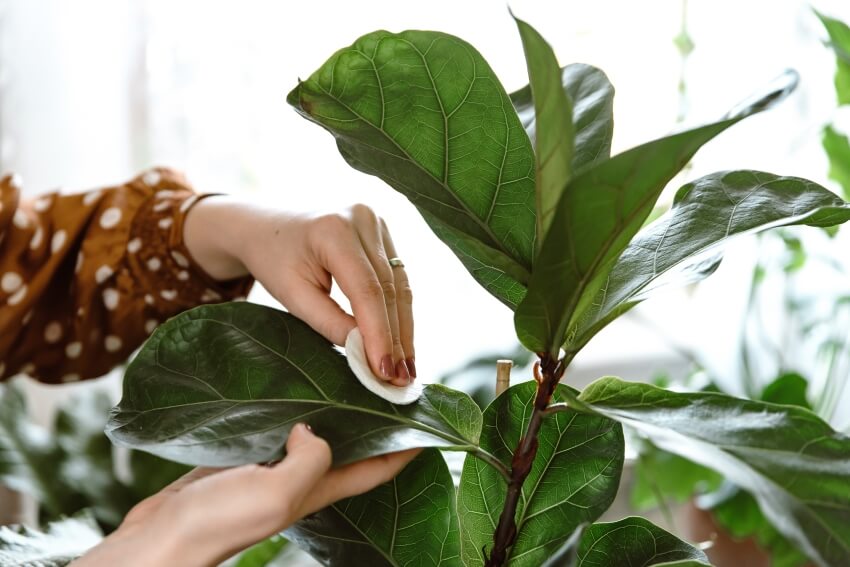 Woman hand wiping dust off green leaves of Ficus Lyrata