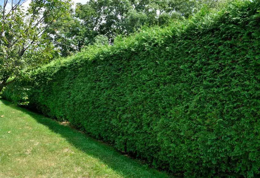 Yew hedge shrub for outdoor areas