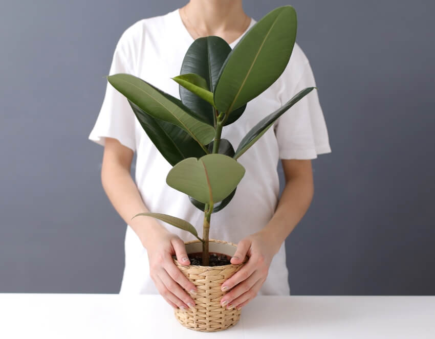Young woman in white t-shirt holds in her hands a wicker pot with a Ficus Elastica