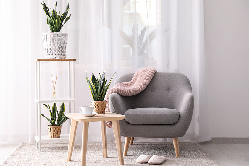 Living room with snake plants and armchair