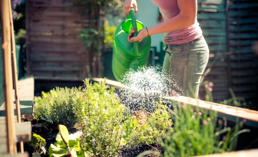 A woman watering fresh vegetables and herbs on raised bed in an outdoor garden