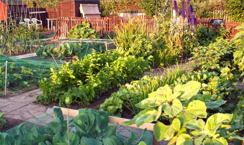 An outdoor vegetable and herb garden