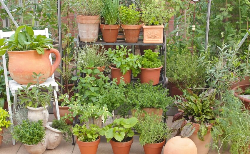 Outdoor herbal garden with herbs in pots