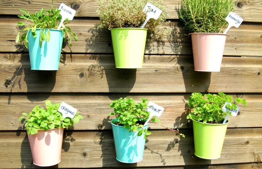 Herbs in the outdoor garden in colorful pots