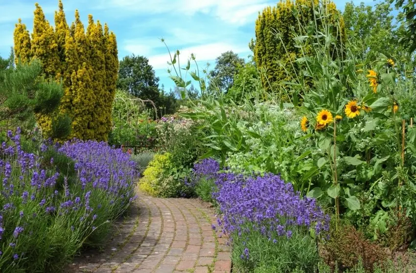 Lavender bushes by the side of a brick footpath and sunflowers in a garden